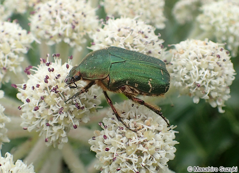 コアオハナムグリ Oxycetonia jucunda