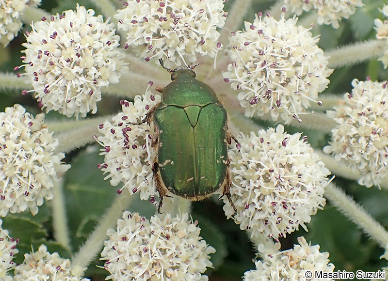 コアオハナムグリ Oxycetonia jucunda