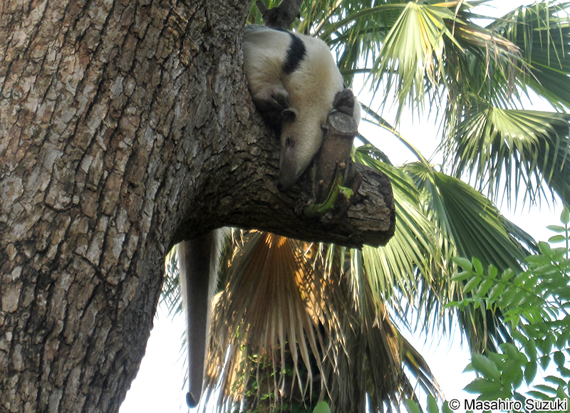 ミナミコアリクイ Tamandua tetradactyla
