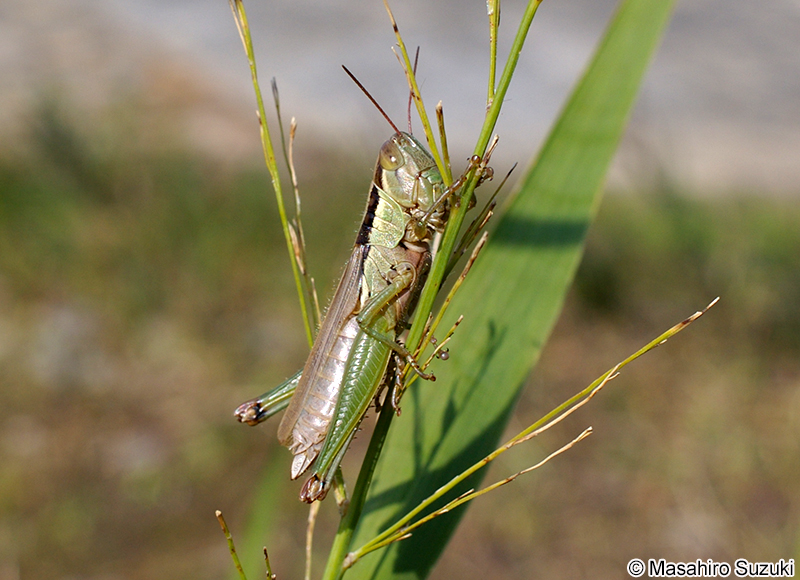 コバネイナゴ Oxya yezoensis