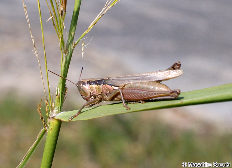 コバネイナゴ Oxya yezoensis