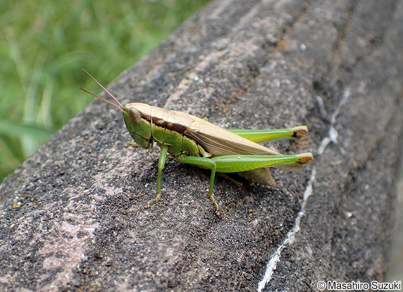 コバネイナゴ Oxya yezoensis