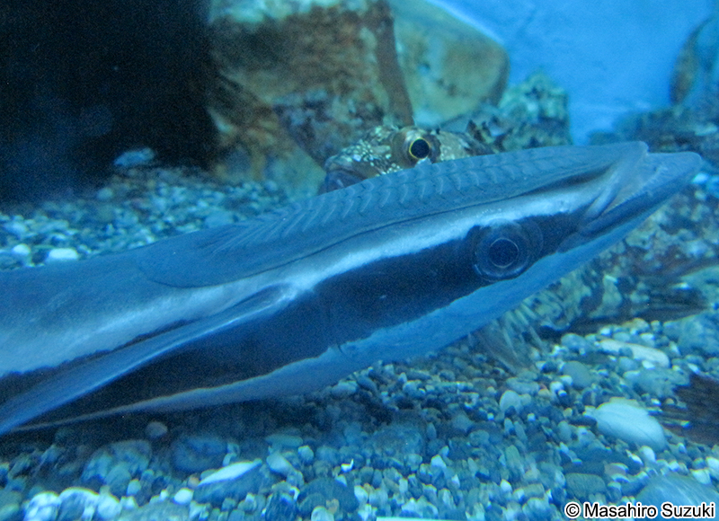 コバンザメ Echeneis naucrates