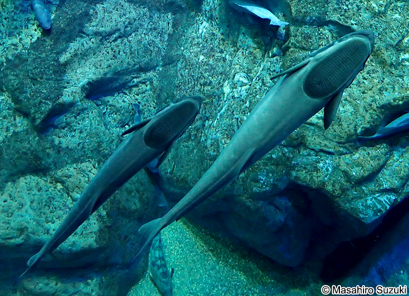 コバンザメ Echeneis naucrates