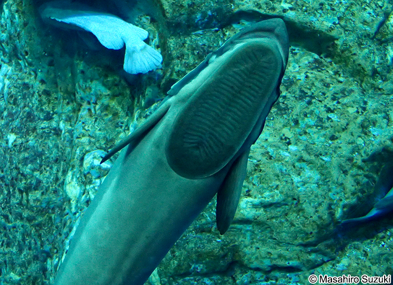 コバンザメ Echeneis naucrates