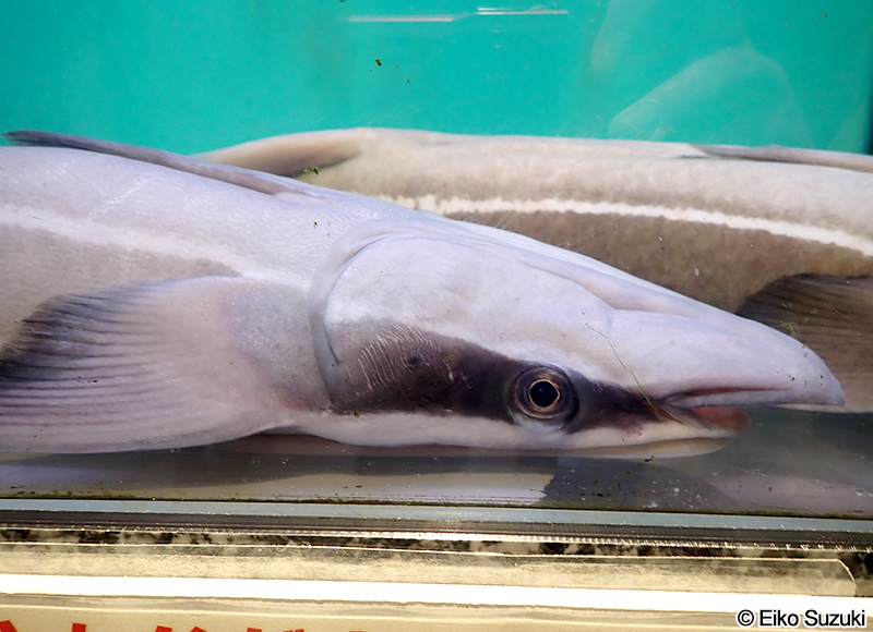 コバンザメ Echeneis naucrates