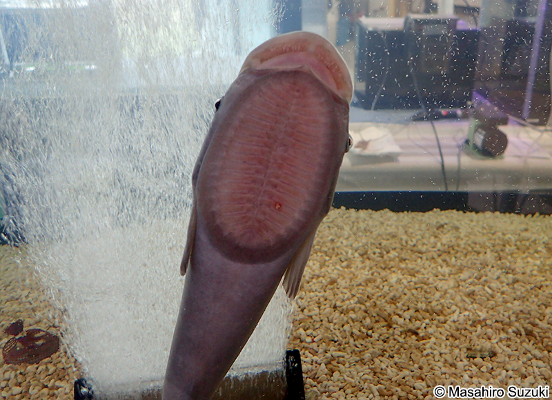 コバンザメ Echeneis naucrates