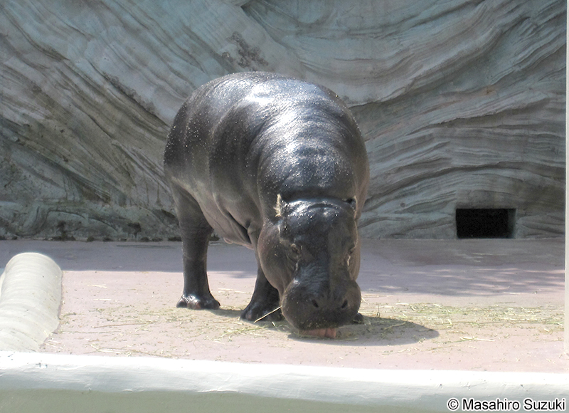 コビトカバ Choeropsis liberiensis