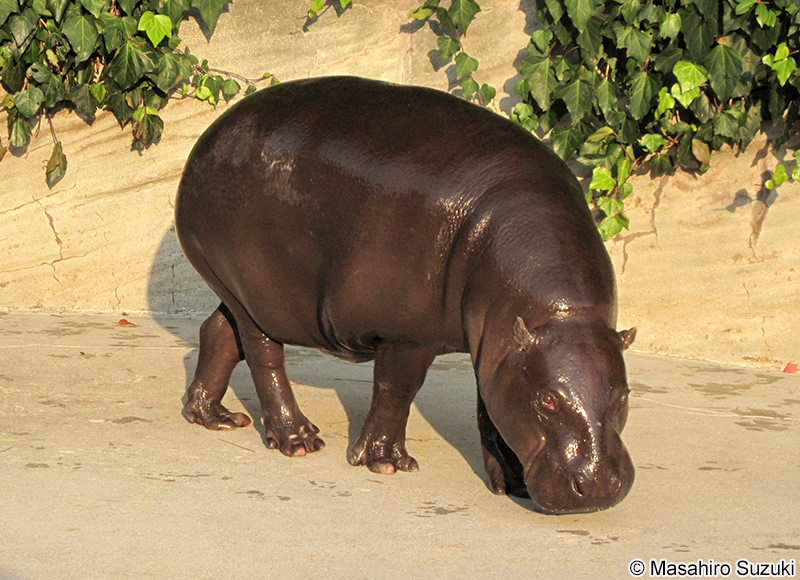 コビトカバ Choeropsis liberiensis