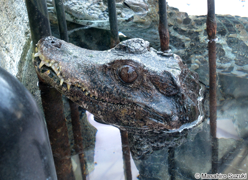 キュビエムカシカイマン Paleosuchus palpebrosus