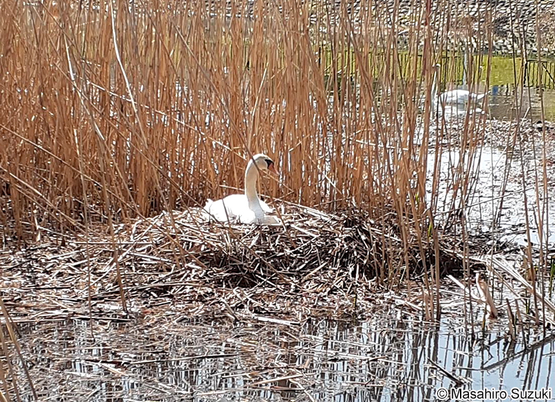 コブハクチョウの巣