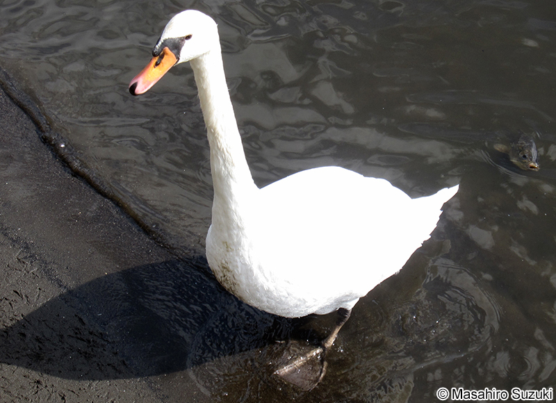 コブハクチョウ Cygnus olor