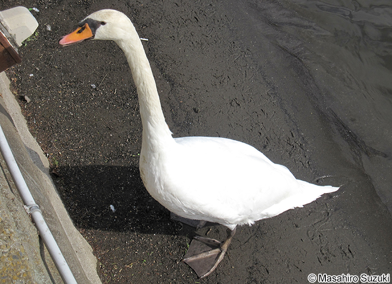 コブハクチョウ Cygnus olor