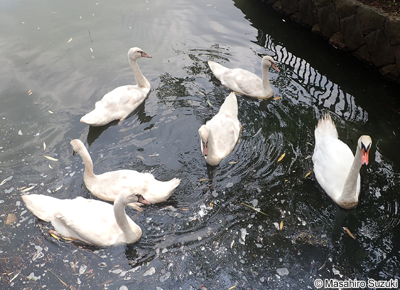 コブハクチョウ Cygnus olor