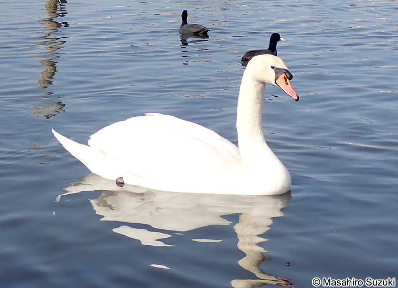 コブハクチョウ Cygnus olor