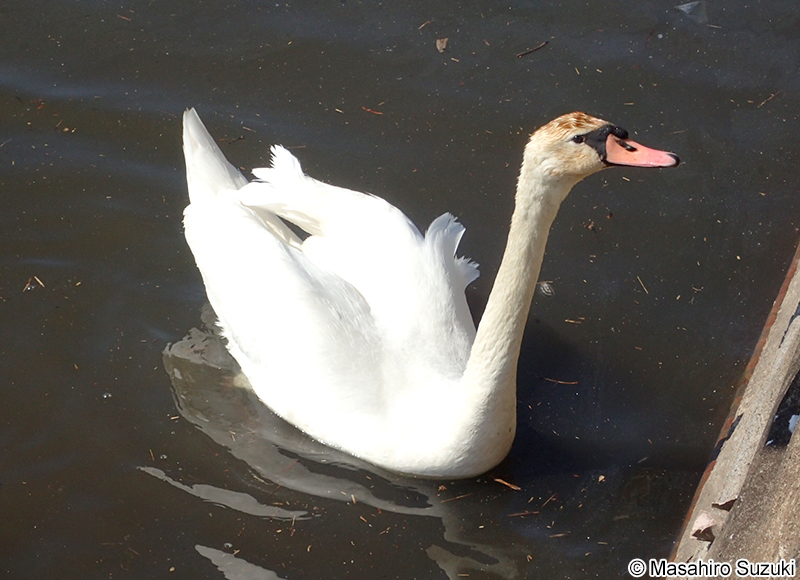 コブハクチョウ Cygnus olor