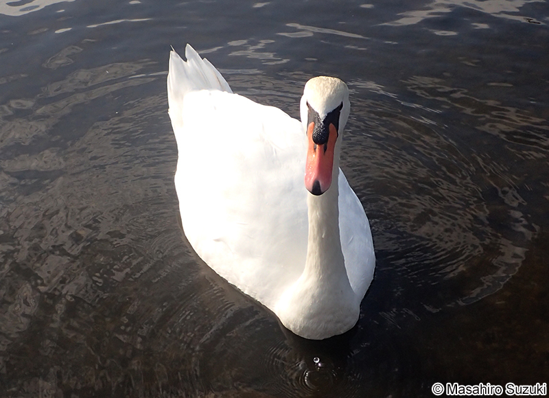 コブハクチョウ Cygnus olor