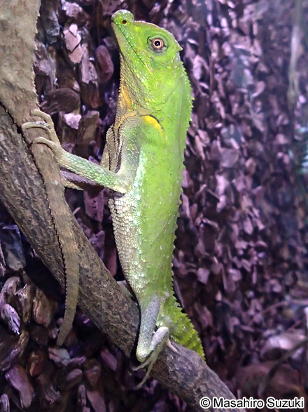 コブハナアガマ Lyriocephalus scutatus