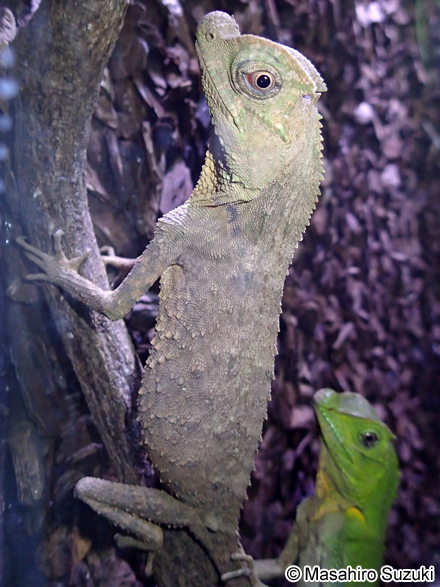 コブハナアガマ Lyriocephalus scutatus