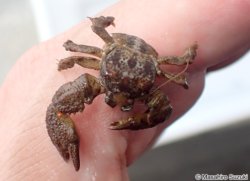 コブカニダマシ Pachycheles stevensii