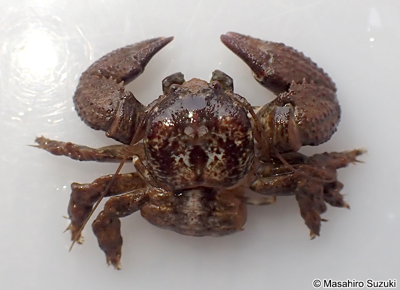 コブカニダマシ Pachycheles stevensii