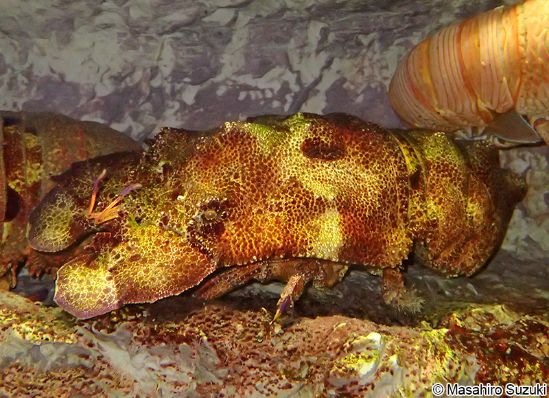 コブセミエビ Scyllarides haani