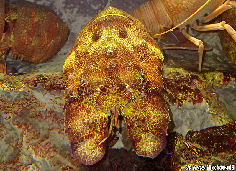 コブセミエビ Scyllarides haani