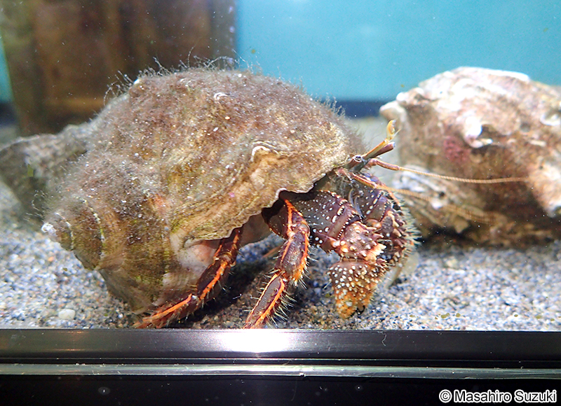 コブヨコバサミ Clibanarius infraspinatus