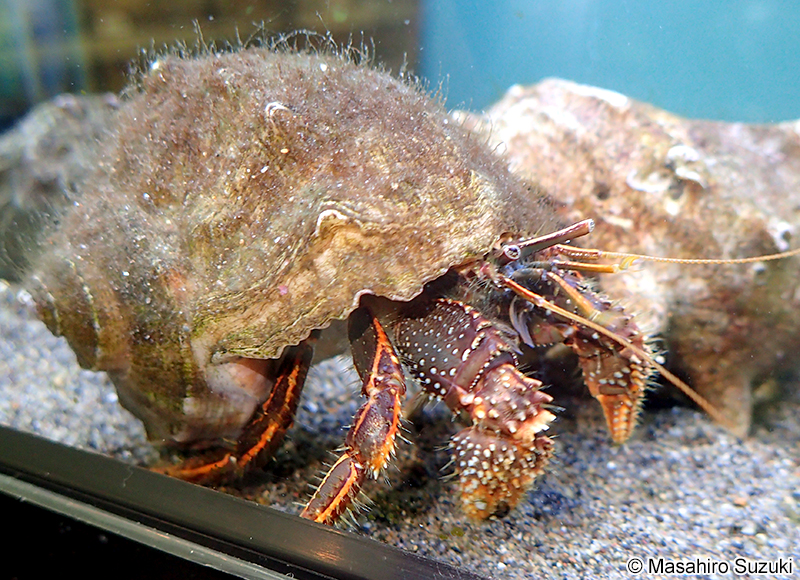 コブヨコバサミ Clibanarius infraspinatus