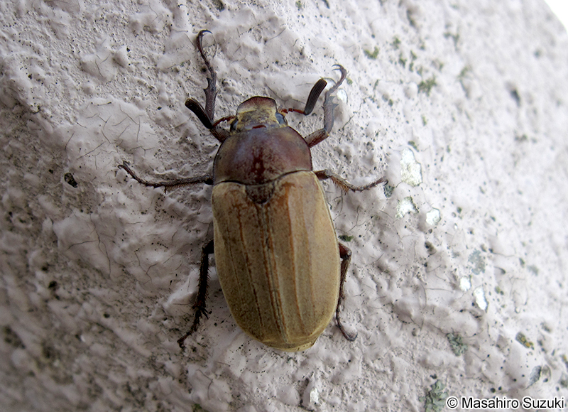コフキコガネ Melolontha (Melolontha) japonica