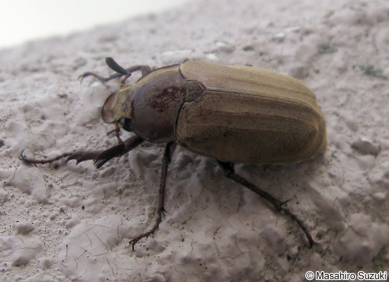 コフキコガネ Melolontha (Melolontha) japonica