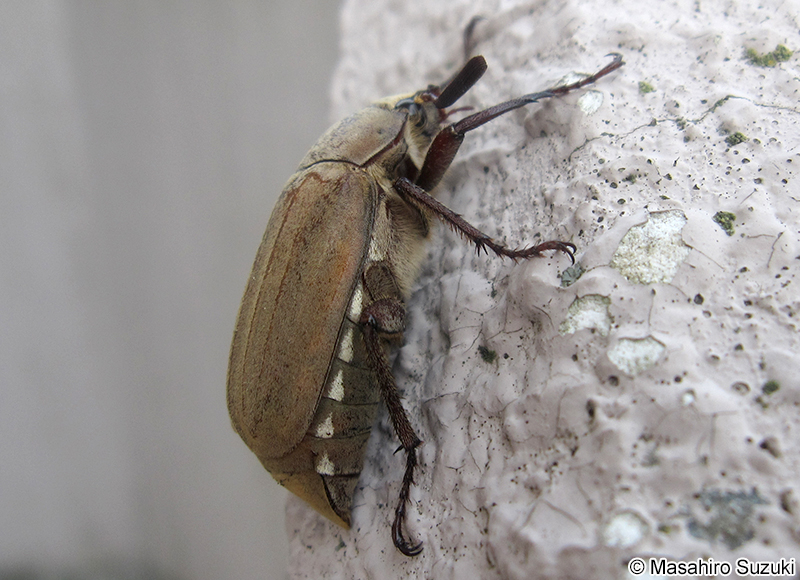 コフキコガネ Melolontha (Melolontha) japonica