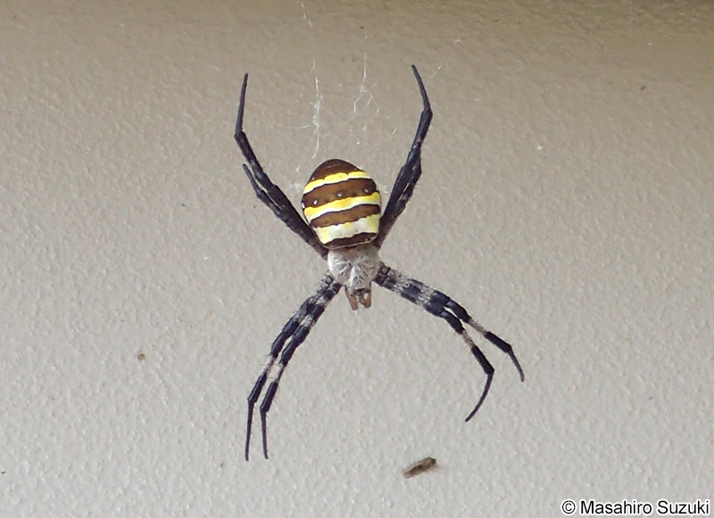 コガネグモ Argiope amoena
