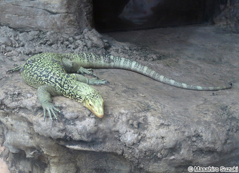コガネオオトカゲ Varanus melinus