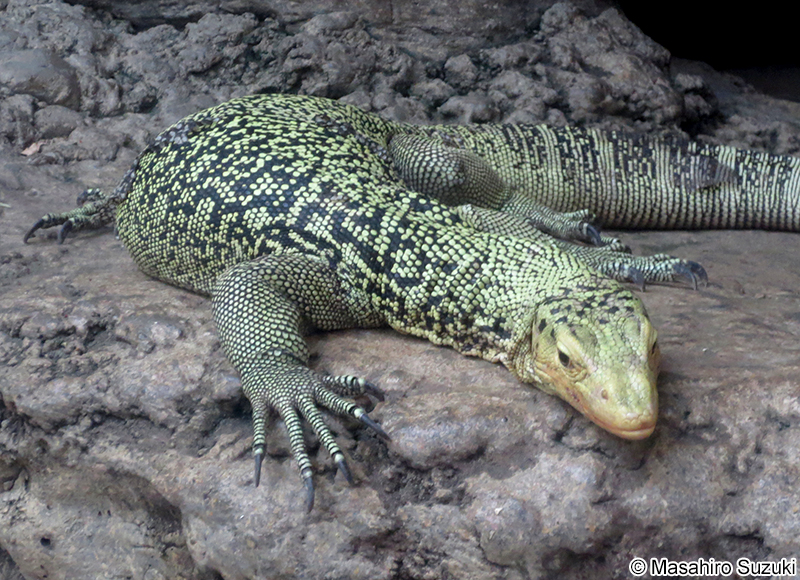 コガネオオトカゲ Varanus melinus