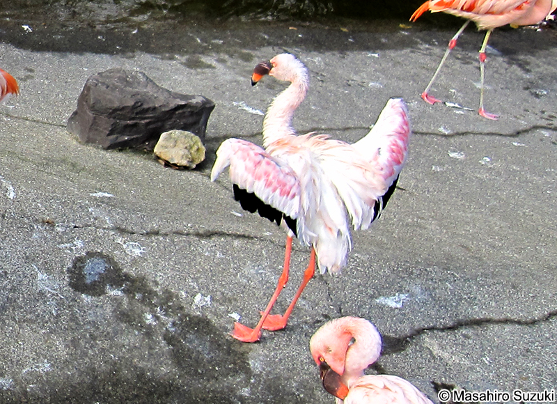 コフラミンゴ Phoenicopterus minor