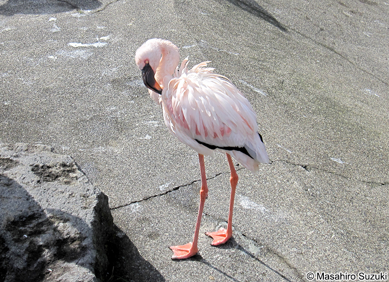 コフラミンゴ Phoenicopterus minor