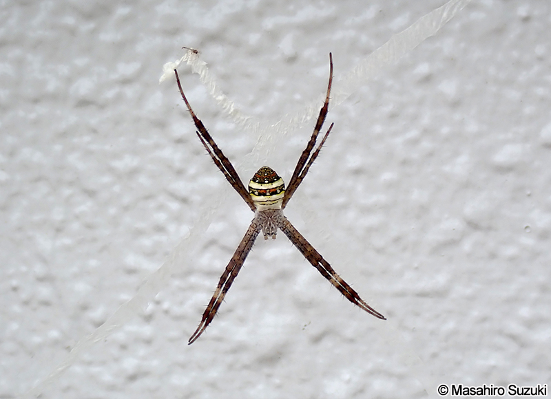 コガタコガネグモ Argiope minuta