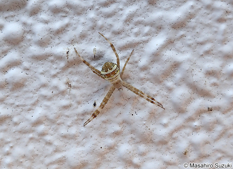 コガタコガネグモ Argiope minuta