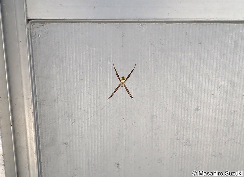 コガタコガネグモ Argiope minuta