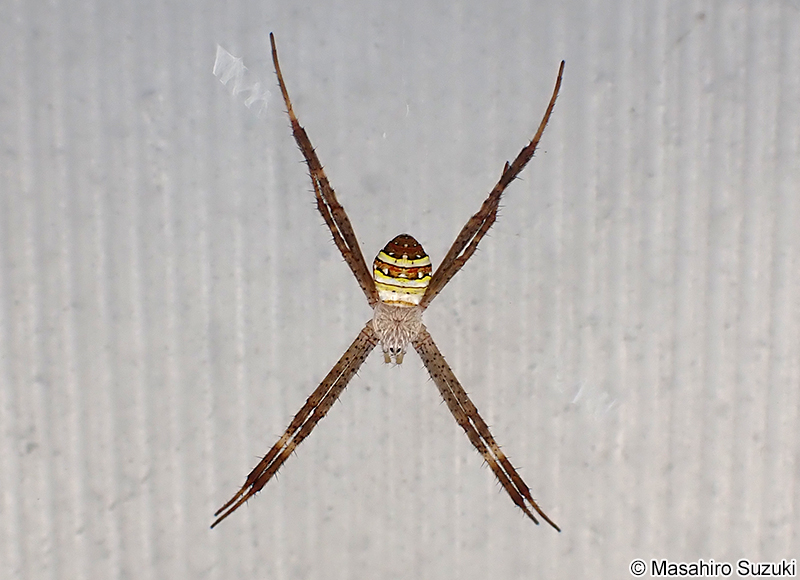 コガタコガネグモ Argiope minuta