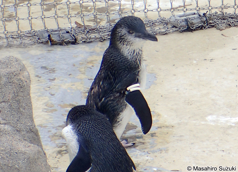 コガタペンギン Eudyptula minor