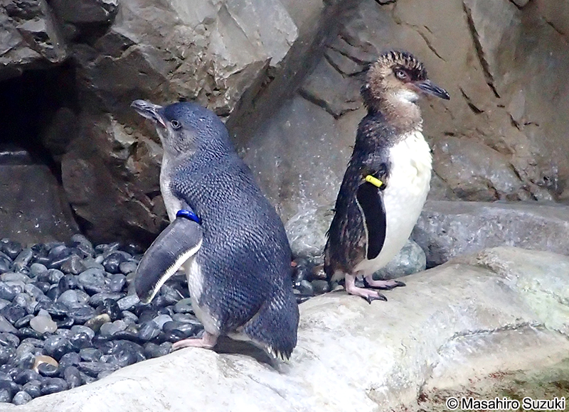 コガタペンギン Eudyptula minor