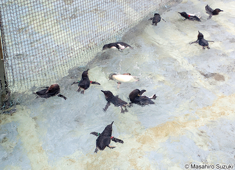 コガタペンギン Eudyptula minor