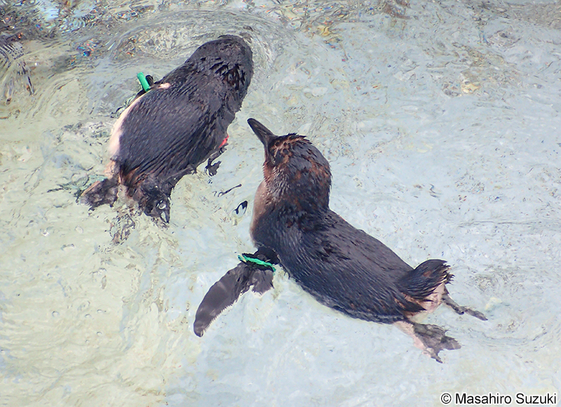 コガタペンギン Eudyptula minor
