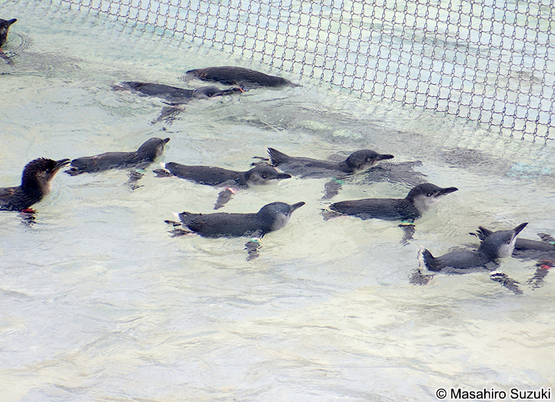 コガタペンギン Eudyptula minor