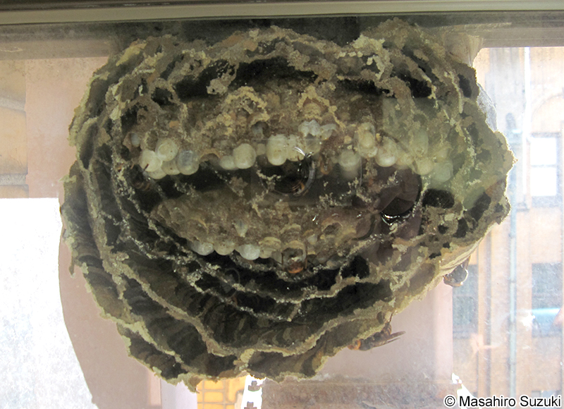 コガタスズメバチ Vespa analis