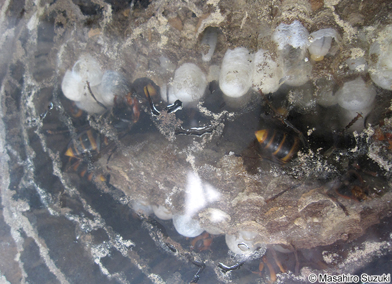 コガタスズメバチ Vespa analis
