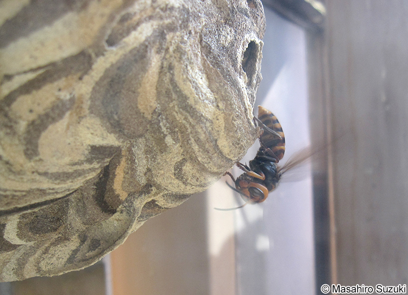 コガタスズメバチ Vespa analis