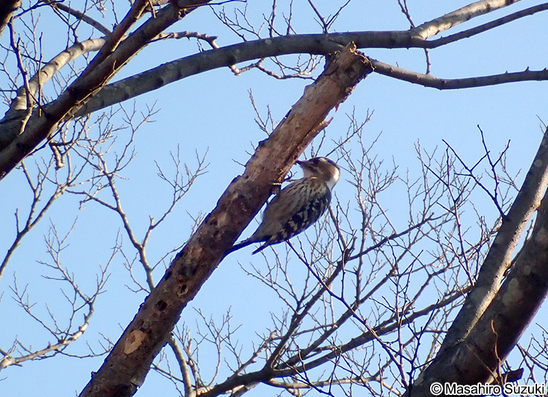 コゲラ Dendrocopos kizuki